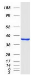 SDS-PAGE (IDO1-101HFL).jpg